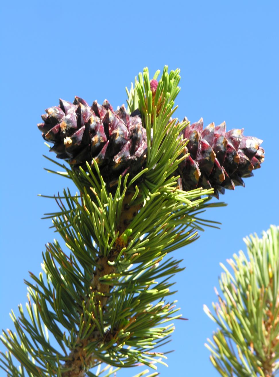 Topics The nature of disease resistance in pines: An array of behavioral traits Mechanisms of resistance to white pine blister rust in the California