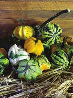 Autumn Wings: A warted gourd mix with vibrant colors from creams and