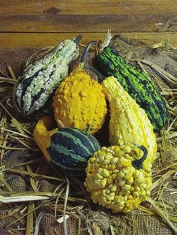 3 x 2 long Fancy Warty Mix: A colorful mix of heavily warted small gourds