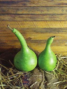 Caveman s Club: 12-18 long this primative looking gourd has a narrow handle