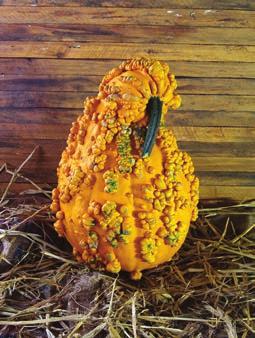 A mix of Cucuzzi and Speckled Snake gourds Speckled Swan: Aptly-named, the