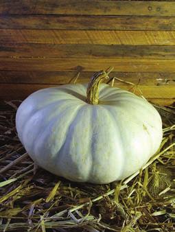 Flat White Boer: A unique pure white pumpkin with firm, sweet orange flesh