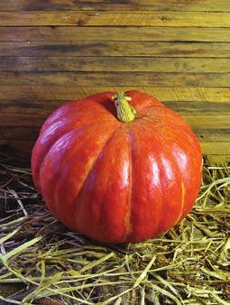 Benefits Pink Pumpkin Patch Cancer Cure. Ornamental and edible 20-24 lbs.