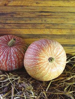 Chicago Warty: These classic Hubbard shaped Heirloom squash are