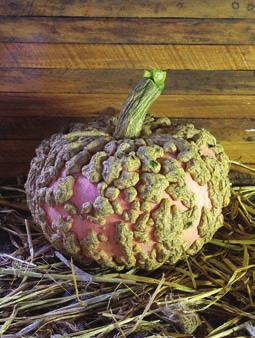 Peanut Pumpkin: aka: Galeux d Eysines, a French heirloom squash