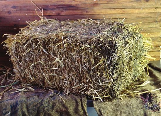 STRAW / CORN STALKS Rye Straw Bales Bright straw in