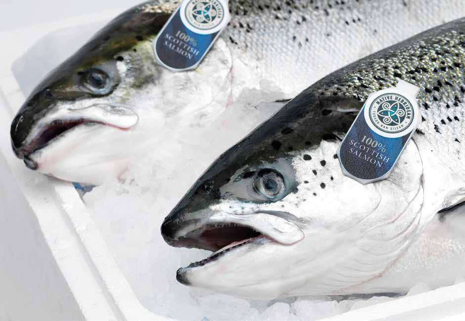Farmed Scottish Salmon Superior Label Rouge Native Hebridean Head on gutted 1kg to 9kg+ Farmed under the Code of Good Practice Scottish Finfish Aquaculture