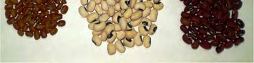 beans. Cowpea (Vigna unguiculata L.