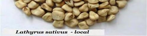 20g (per 100 seeds) (3, 7, 9) Grass pea (Lathyrus sativus L.) can also be found in Bulgarian flora. This species is cultivated and is grown for food in stead of dry beans in the region of Dobrodja (v.