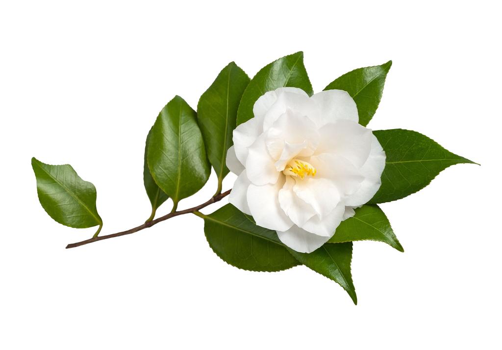 All types of tea come from same plant: Camellia