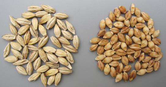 Benefits of Naked Barley for