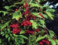 Acidic and full sun are preferred for both varieties. Red Osier Dogwood (Cornus serciea) or red-twig dogwood is a loose, spreading, multi-stemmed, deciduous shrub with a rounded growth habit, 6-12 ft.
