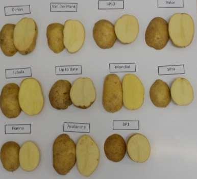 Cultivars included in the analyses 2013: Nutrient content of specific potato cultivars Controlled growing and harvesting conditions With and without skin Raw 11 cultivars included in the