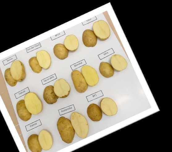 potato cultivars