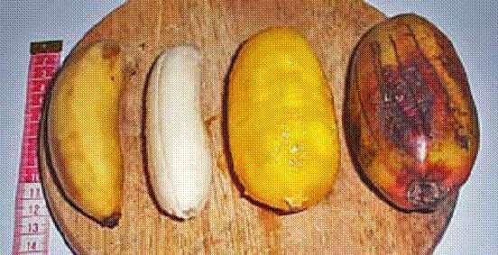 Banana Variety Edible Portion Cultivar differences Water g Bananas Energy kj (kcal) Calcium mg Phos mg Iron mg Cavendish 64 74.4 435 (104) 139 20 0.8 75 Botoan 57 74.4 422 (101) 21 27 0.