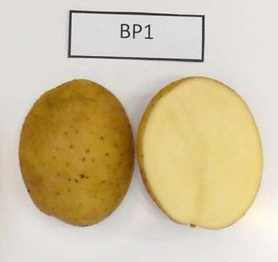 Nutrient data available 1998: BP1 cultivar With and without skin Raw and cooked (boiled) Convenience