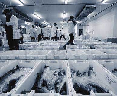 Therefore retailers should ensure the fish has sufficient freshness quality to prevent unpleasant odours.