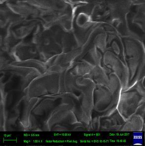 micrographs of sesame 6% agar (A),