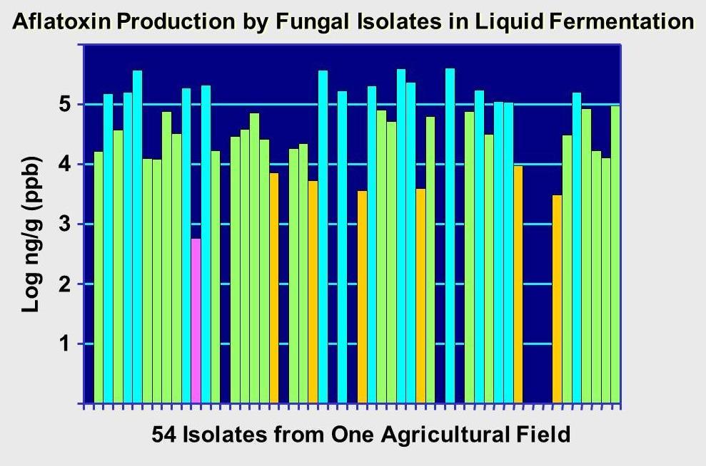 Aflatoxin production by isolates of Aspergillus sect.