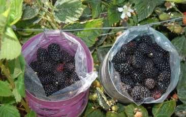 Blackberries: Organic and conventional varieties