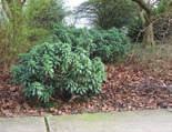 Shrubs Spurge Laurel Daphne laureola 6 General: Evergreen, shade tolerant shrub growing to 4 feet tall. Mature plants have many shoots originating near base. Branches green, turning grey with age.