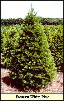 Balsam Fir is a fragrant, sheared, dark green, short needled fir. It boasts the perfect shape for that traditional Christmas tree; while the short needles showcase your tree ornaments.