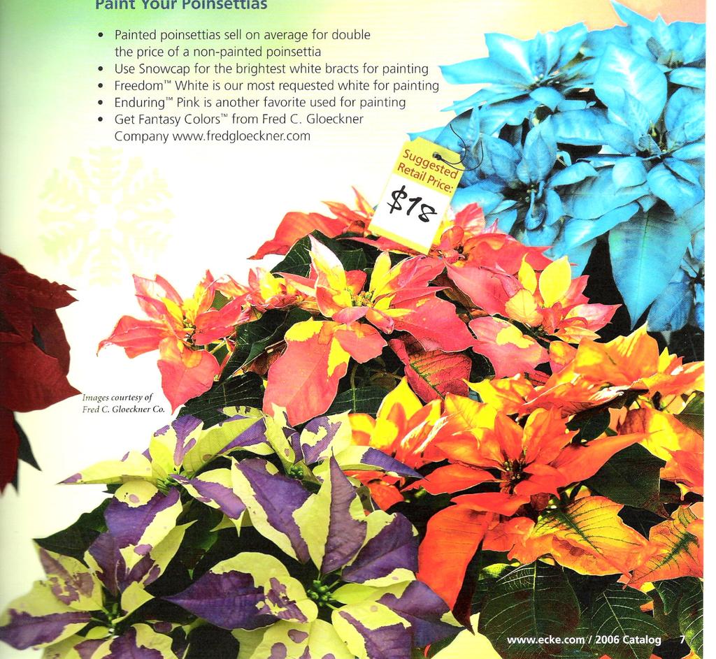 Poinsettias Our Festive Favourites Over the years we have established a reputation for a fabulous selection of