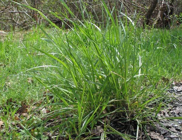 False-Brome Brachypodium sylvaticum Perennial, bunch grass that can achieve near-monotypic stands