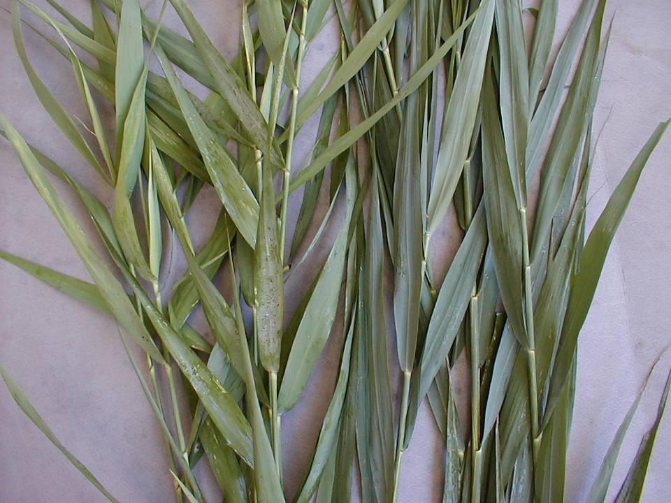 Native reed foliage is light green in color and usually provides food for a