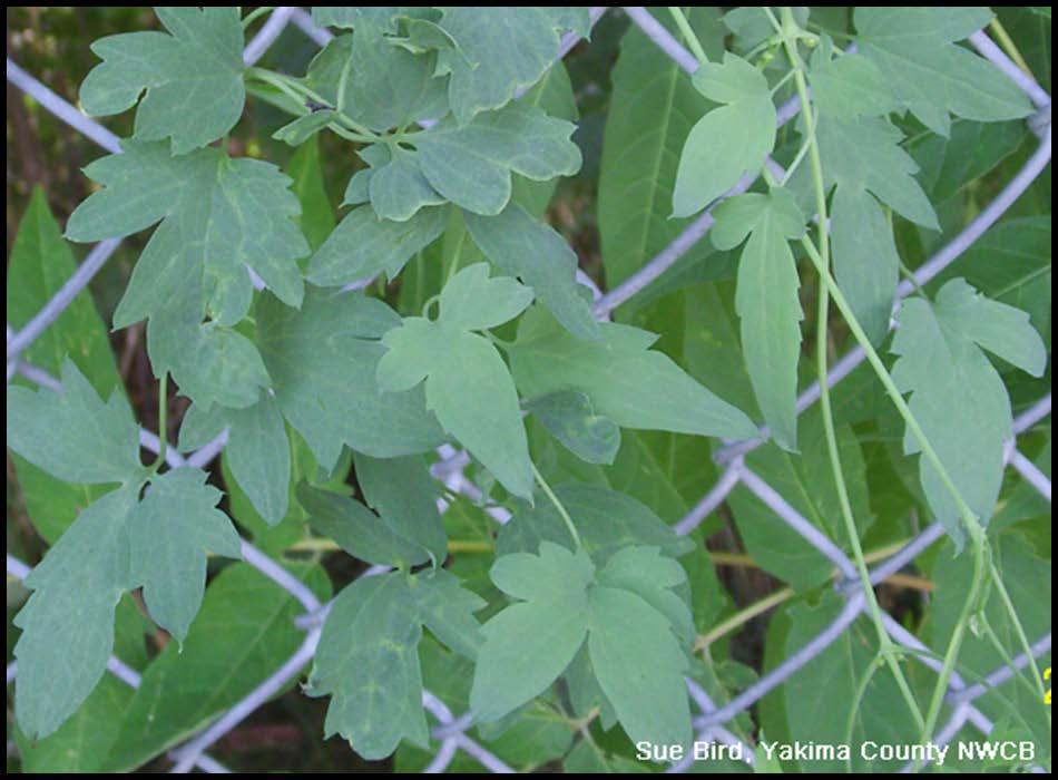 Pinnatelycompound leaves have 3 to 7 leaflets