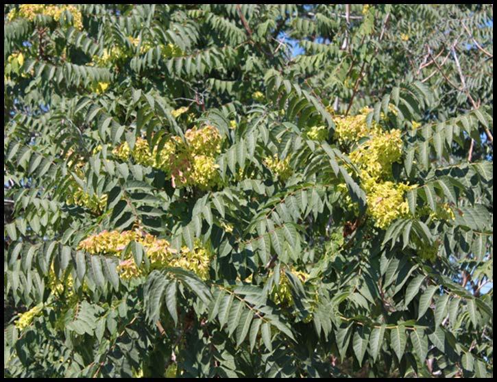 Tree-of-Heaven Ailanthus altissima Commonly-planted ornamental tree native to China Grows well in full sun Class C in