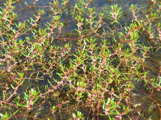 ) Morong myriophylle menu Leaves are scattered the length of the stem.