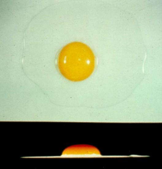 The vitelline membrane weakens causing the yolk to flatten Egg