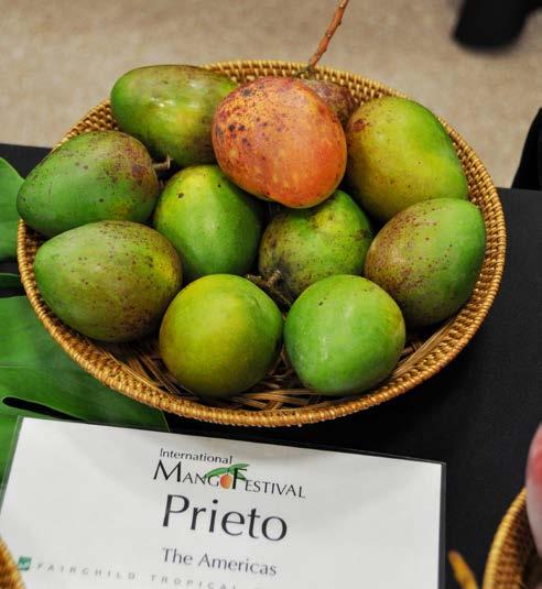 'Prieto' (Cuba) 'Prieto' is another heirloom cultivar from Cuba, an island rich in mango diversity. Fruit are small, weighing 6 oz (170 g).