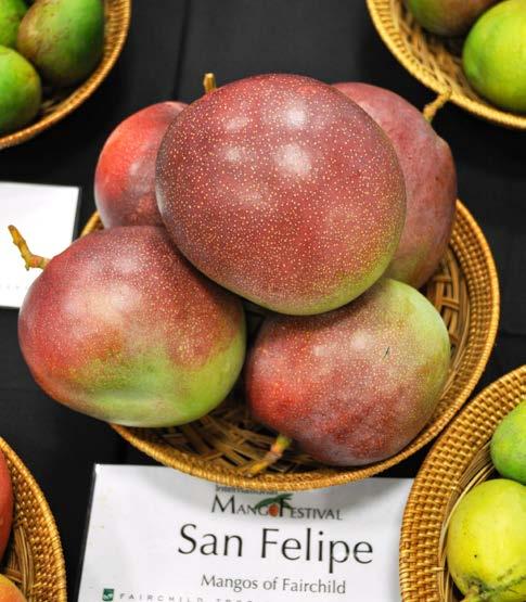 San Felipe (Cuba) San Felipe originated from the western Cuba. It is cashing eye fruit for its beauty and flavor. The fruit is large and rounded of 20 oz (560 g) with striking oxblood color.