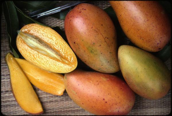 'Manilita' (Mexico) It is a selection of Manila from the Pacific Coast of Mexico. The fruit are small and elongated, weighing 250 g (9 oz).