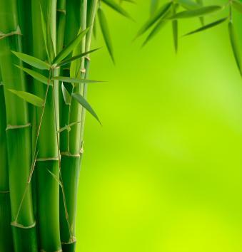 Eco Sensitive Australian Bamboo Grass Natures Garden Australian Bamboo Grass Fragrance: An NG Original Scent! A Best Seller!