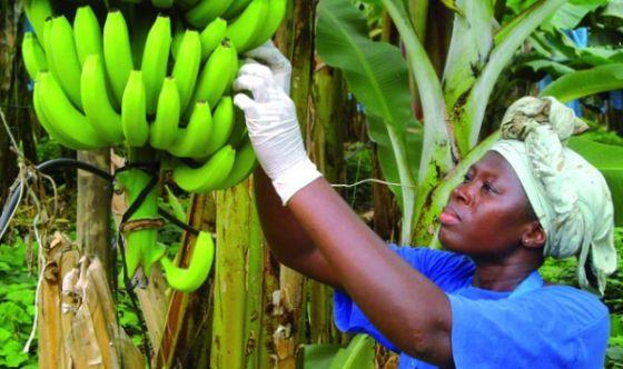 Did YOU Know... Chemicals Workers Bananas are the most heavily sprayed food crop in the world.