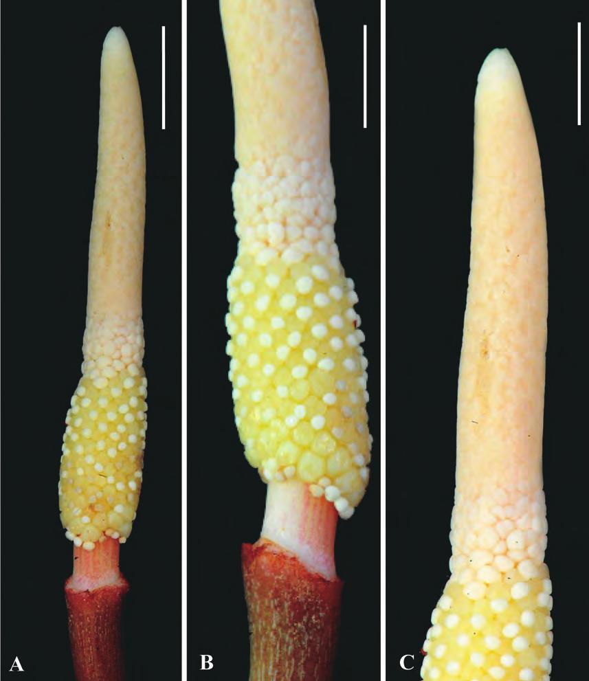 38 Acta Phytotax. Geobot. Vol. 62 Fig. 2. Homalomena kualakohensis Zulhazman M., P.C. Boyce & Mashhor M. A: Inflorescence with spathe artificially removed. B: Pistillate flower zone.