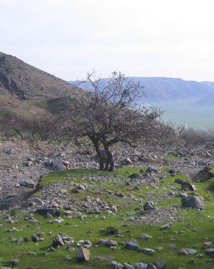 Pistachio Woodlands of Afghanistan Pistachio: - Pistachio originated in the north eastern, northern and western