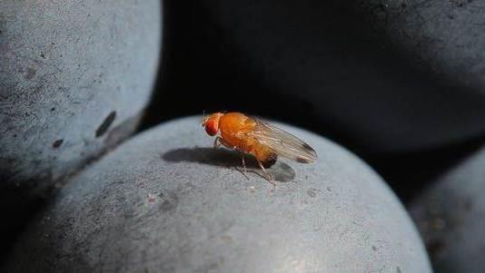 Drosophila Suzukii -