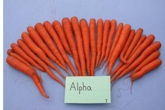 Carrots 2005-2008 Indian red India Atomic red red Johnny s Dragon red Garden City Seeds Cellobunch