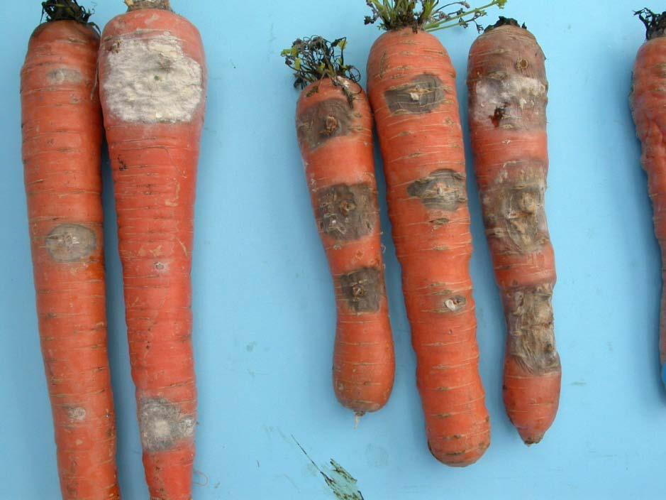 Fusarium solani and unidentified Healthy carrots were