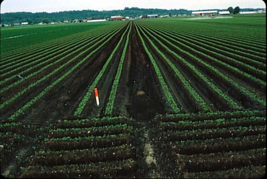 Ontario production of carrots About 50