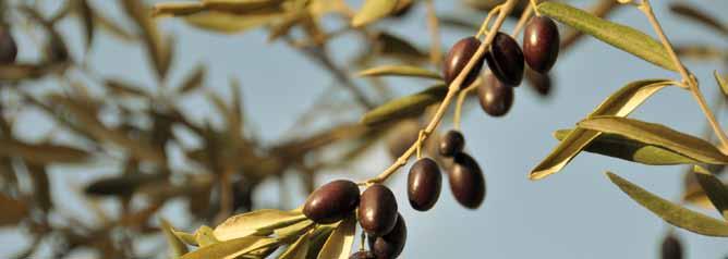 Olive growing with the wisdom of the Douro and the Alentejo Olive growing is also one of the cornerstones of our nature-related activities, and we allocate various hectares in the properties we own
