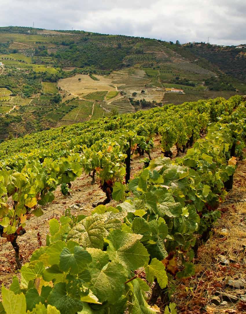 DOURO The beautiful Douro Valley region, a World Heritage site, is the backdrop for one of the fundamental Américo Amorim business sectors related with nature: wine production and wine