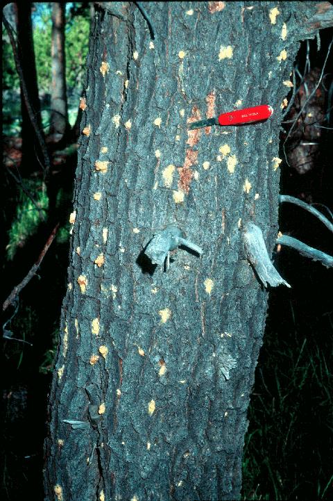 recognize pest agent and its damage Bark beetles