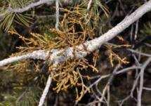 cyanocarpum Limber pine,other