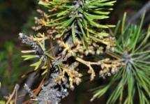 Limber pine dwarf mistletoe