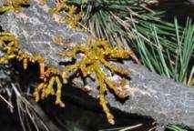 Douglas-fir dwarf mistletoe A.
